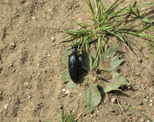 Réf. 273 719 : Meloe sp.